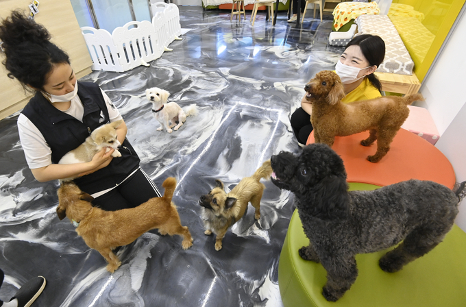 “물건 아니다”…반려인구 늘면서 동물 복지에 대한 사회적 공감대↑ “물건 아니다”…반려인구 늘면서 동물 복지에 대한 사회적 공감대↑