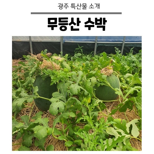 무등산수박의 모든 것(가격,공동판매장 정보포함/판매시작날짜 포함)