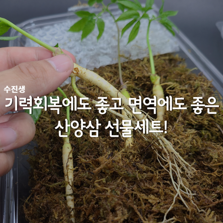 기력회복에 좋은 수진생 산양삼 추석선물세트