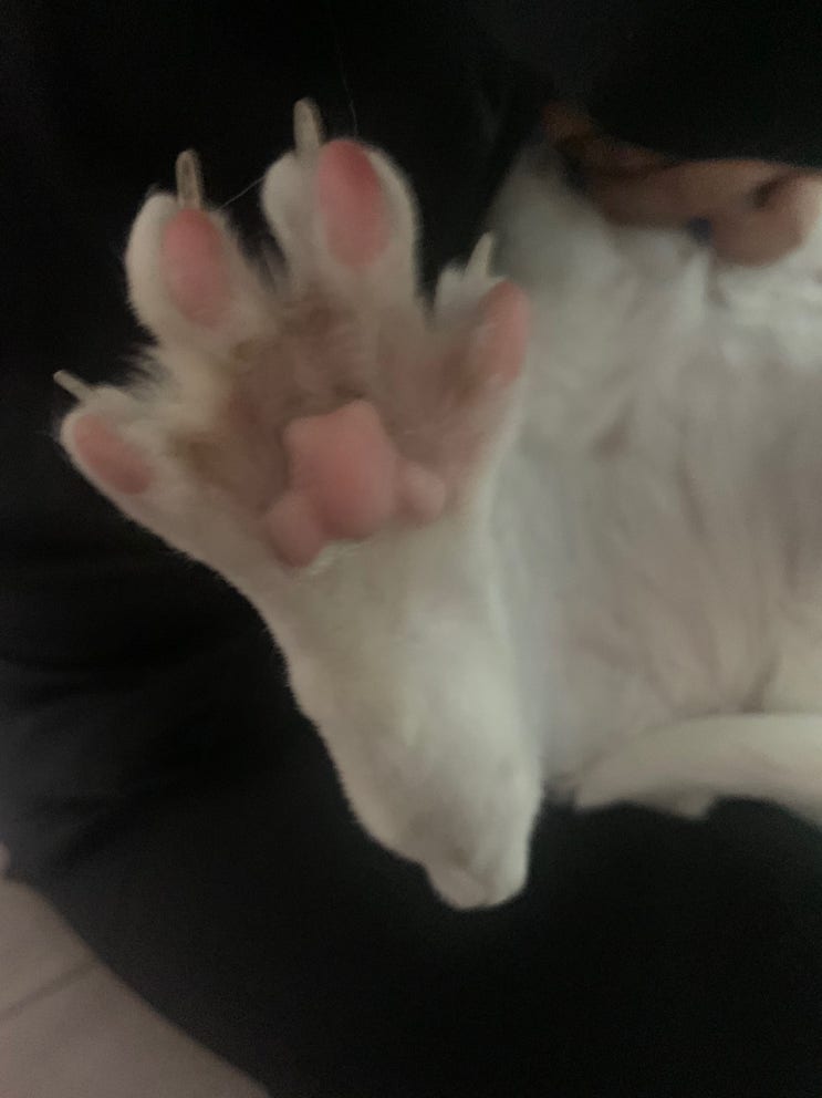  애교많은 고양이 개냥이 루시 핑크젤리!