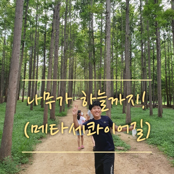  [영덕가볼만한곳]영덕 메타세콰이어길(대진해수욕장,고래불해수욕장 근처 추천 숲길)