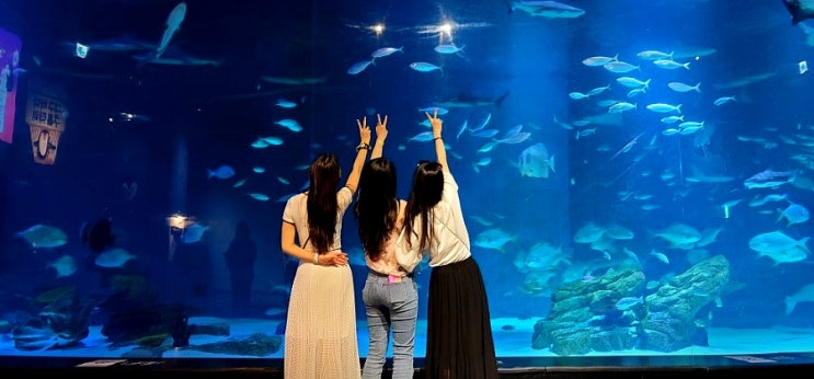  대구 명소 데이트코스,대구아쿠아리움(신세계 백화점, 대형 수족관, 펭귄, 수달, 해수어)