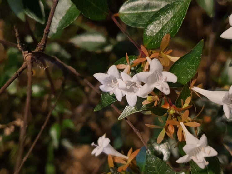  늦여름부터 가을까지 풍부한 꽃이 핀다고요? 아벨리아 꽃댕강나무 나무키우기 How to Grow Glossy Abelia (feat 꽃댕강나무 꽃말)