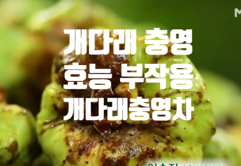  통풍 관절염 개다래 충영 효능 (ft. 부작용 하루 섭취 권장량) 차 만드는 방법