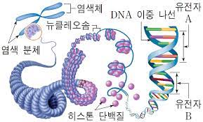  4-1. 염색체의 구조