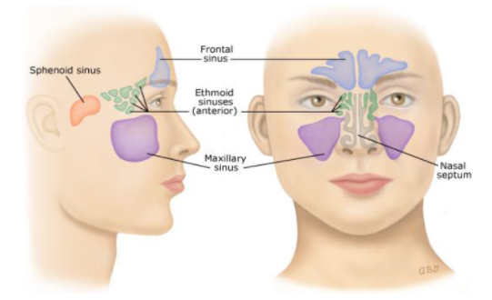 부비동 Paranasal sinus 부비동염, 축농증 Acute sinusitis