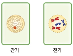  4-1. 체세포분열 과정 (염색 분체의 분리)
