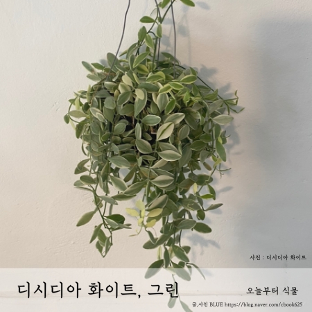  행잉 플랜트 디시디아 화이트, 디시디아 그린 키우기