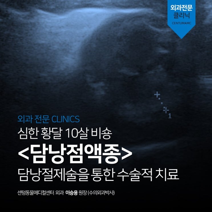  10살 비숑 <담낭점액종> 담낭절제술을 통한 치료 (부산 외과박사 동물병원, 센텀동물메디컬센터)