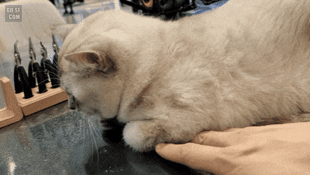  집사한테 제대로 삐진 냥냥이