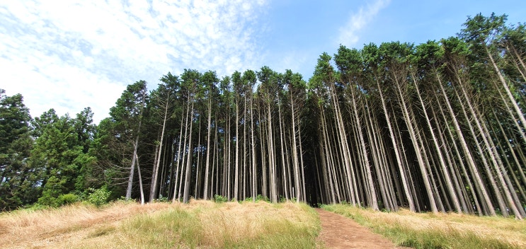  비밀의 숲 안돌오름 산책하기 딱 좋은 곳~