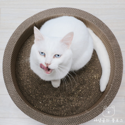  원형 고양이 스크래쳐는 캣닙까지 주는 가또에서
