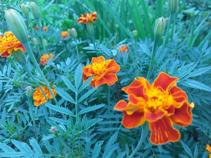  서울 서초동 우면산에 있는 천년 고찰. 대성사(大聖寺)에 핀 꽃들과 전경