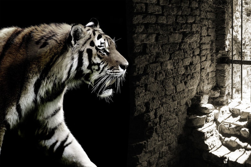 영어 챕터북) The tiger rising 챕터 6~8 줄거리와 단어정리 : 네이버 블로그