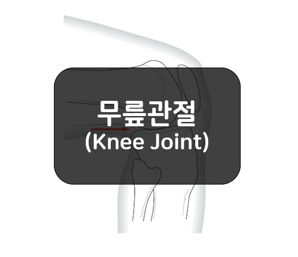 무릎관절(Knee Joint)의 뼈와 관절