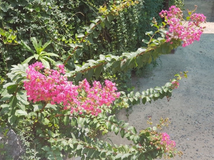 꽃, 하늘, 오리, 거북이... 뭘 좋아할지 몰라서 전부 준비했어 꽃, 하늘, 오리, 거북이... 뭘 좋아할지 몰라서 전부 준비했어