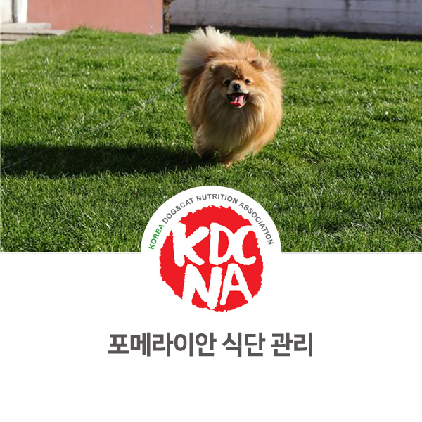  포메라이안 식이 음식 관리 방법 [펫푸드 자격증/나의반려/익산/군산/부여/논산/대전]_852