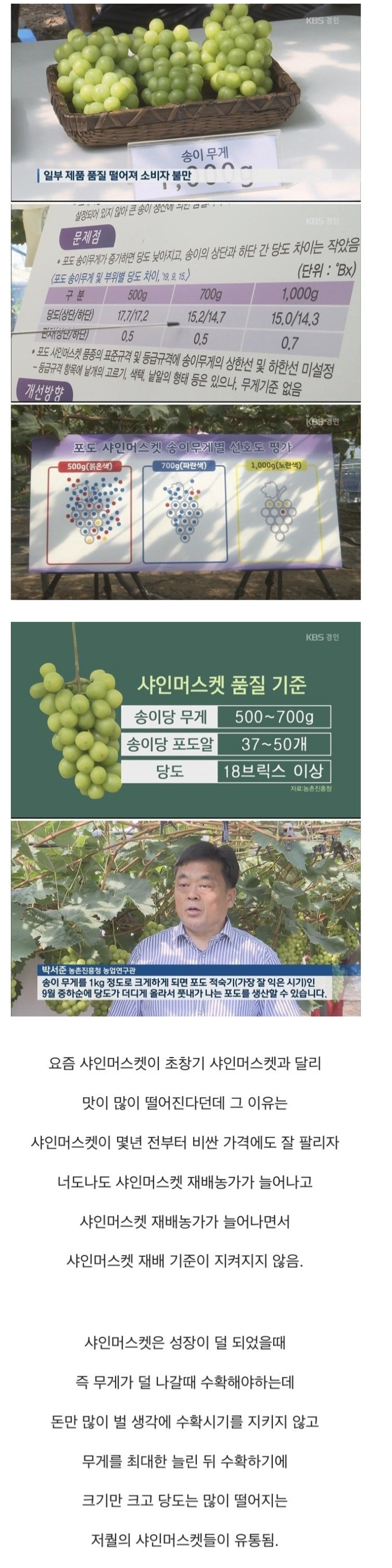  요즘 샤인머스캣이 맛없었던 이유