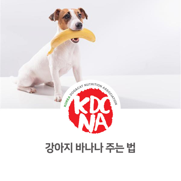  강아지 바나나 줘도 되나요? [펫푸드 자격증/반려견 간식/전주/군산/충주/대전/울산]_851