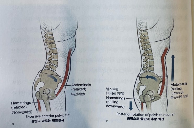  [이수역필라테스] 복근과 햄스트링의 관계는? 짝힘근육 관련 편