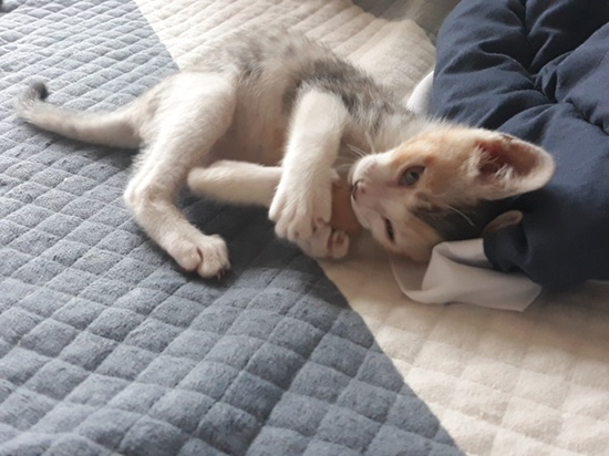  저희 막내 냥이 봄이가 온 지 2년째 되는 날!