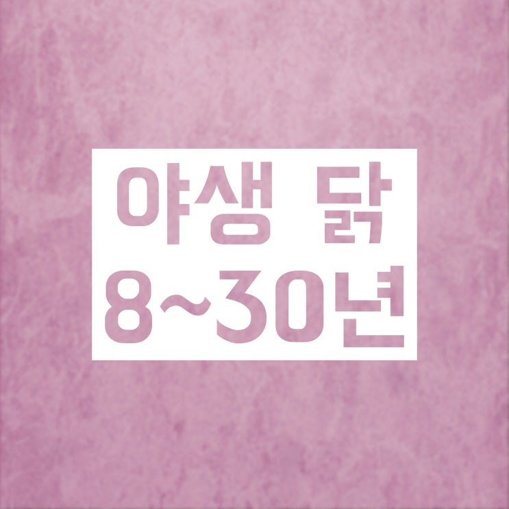 닭 수명! 몇 년일까요? (가축 닭, 야생 닭 모두) 닭 수명! 몇 년일까요? (가축 닭, 야생 닭 모두)