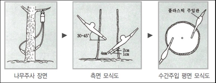  대추나무 빗자루병