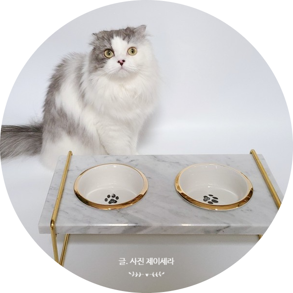 디어엠 마블 펫 테이블 골드림 : 럭셔리함에 끝판왕 고양이 식탁과 식기 추천합니다.
