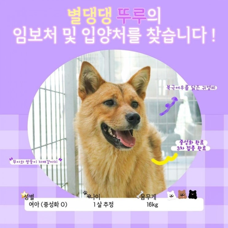 진도믹스입양. 임시보호 / 별내 불법개농장 별댕댕 뚜루 . 산들이의 가족이 되어주세요. 진도믹스입양. 임시보호 / 별내 불법개농장 별댕댕 뚜루 . 산들이의 가족이 되어주세요.