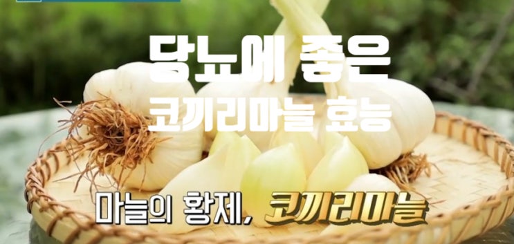  당뇨 코끼리마늘 효능 (ft. 부작용 하루 섭취 권장량) 활용 요리법 천연 당 잼 초무침 만들기