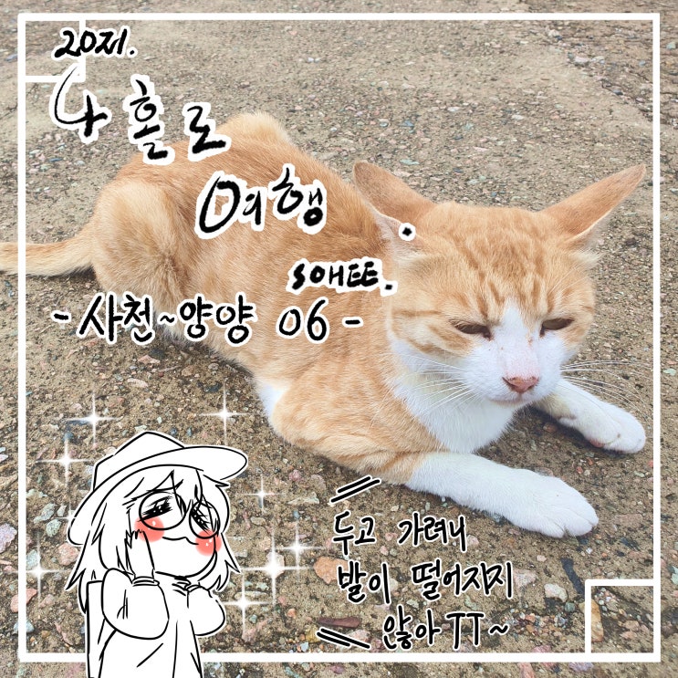 사천 - 양양 여행기 06번째 경정방파제의 길냥이^^