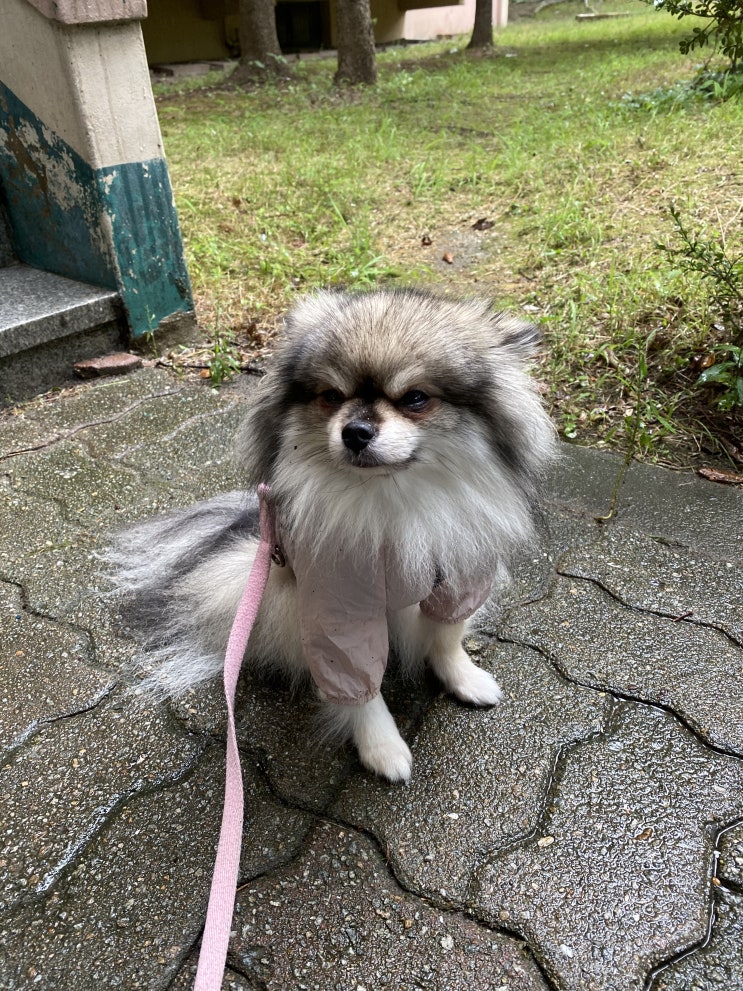  꾸꾸의 목요일 일과