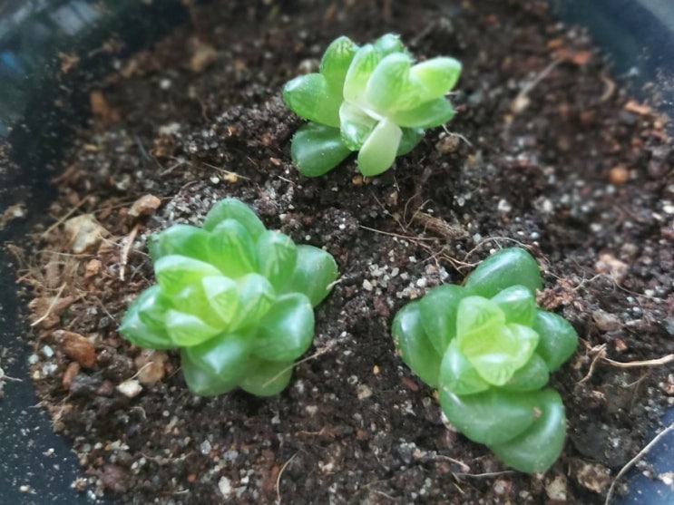 희망 절망속에서 생기는 것 이석원 보통의 존재 희망 절망속에서 생기는 것 이석원 보통의 존재