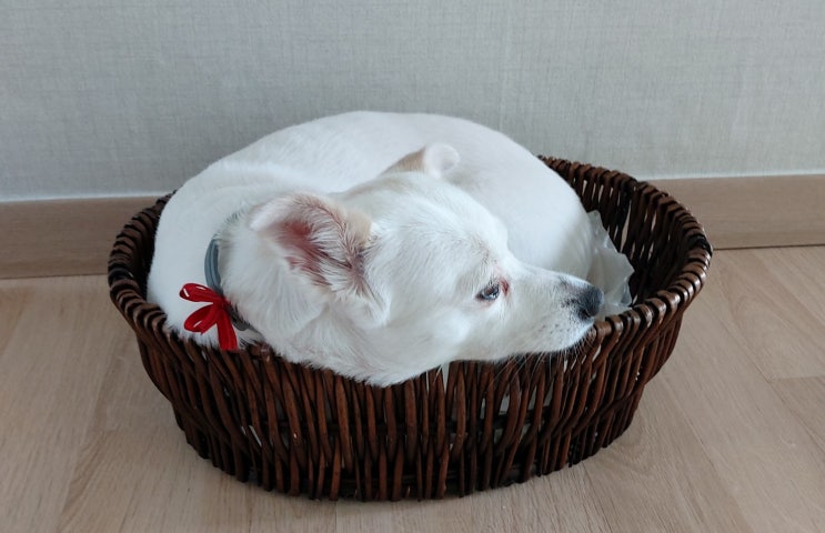  우리 향수기