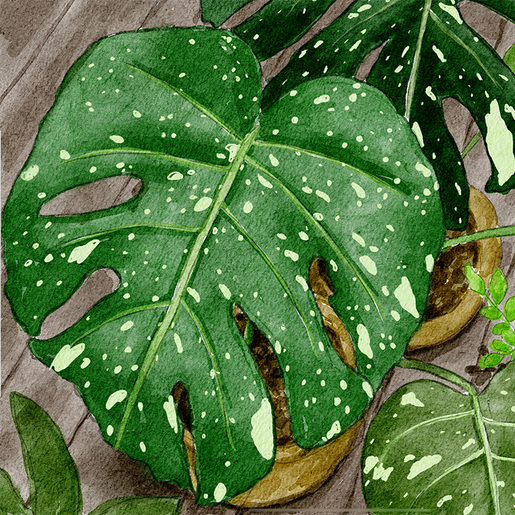 아이패드 프로크리에이트로 그린 몬스테라 식물화분그림(타임랩스)