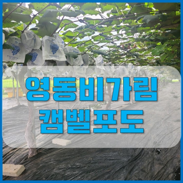  영동 켐벨포도가 품질이 뛰어난 이유[포도즙 만들기]