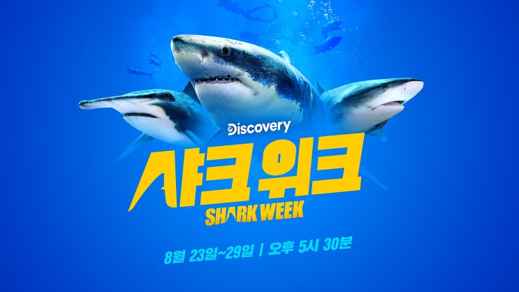 동해안 식인상어 출몰 디스커버리 샤크위크, 디스커버리 채널 코리아에서 본방사수 동해안 식인상어 출몰 디스커버리 샤크위크, 디스커버리 채널 코리아에서 본방사수