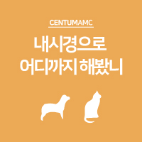  강아지 고양이 내시경으로 어디까지 해봤니