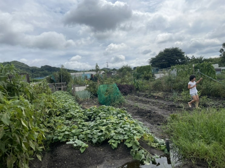 일본에서 땅 빌려 밭 가꾸기