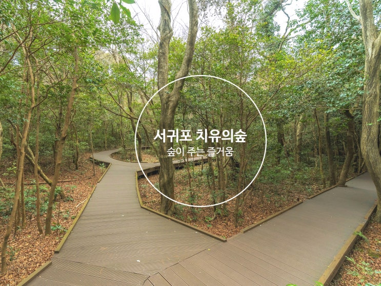 숲길 걷기로 힐링하기 서귀포 치유의숲