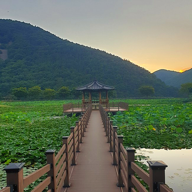  경남 고성 상리연꽃공원 연꽃 피는 시기, 피는 시간