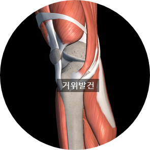 무릎내측통증, 거위발건염(거위발점액낭염) - 안양일번가한의원