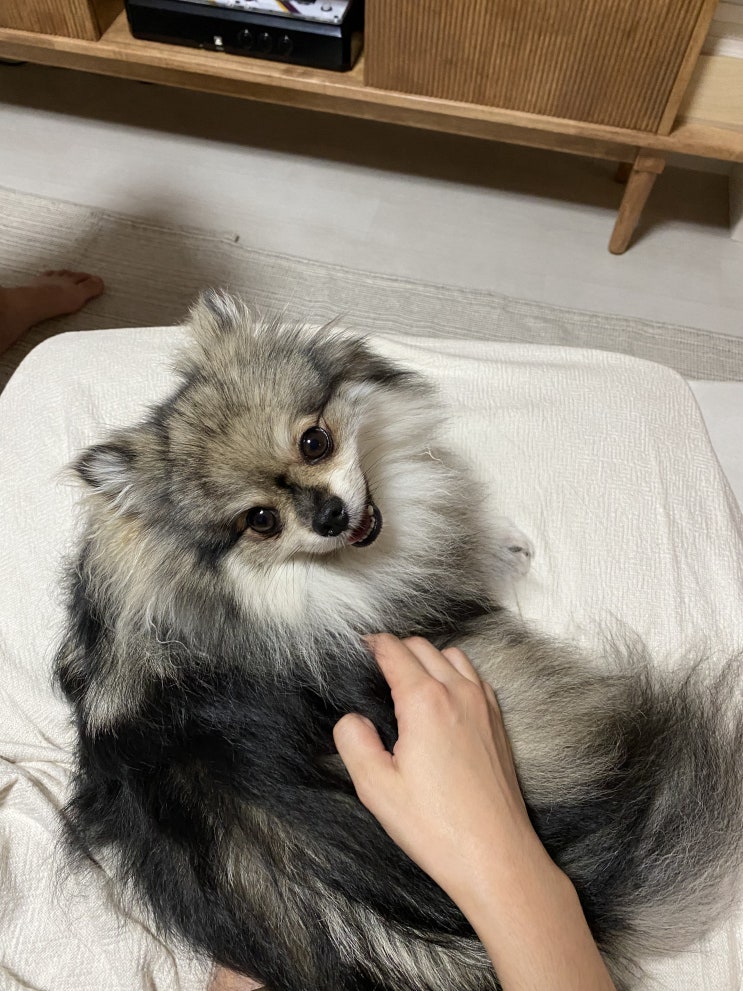  애교쟁이 꾸꾸