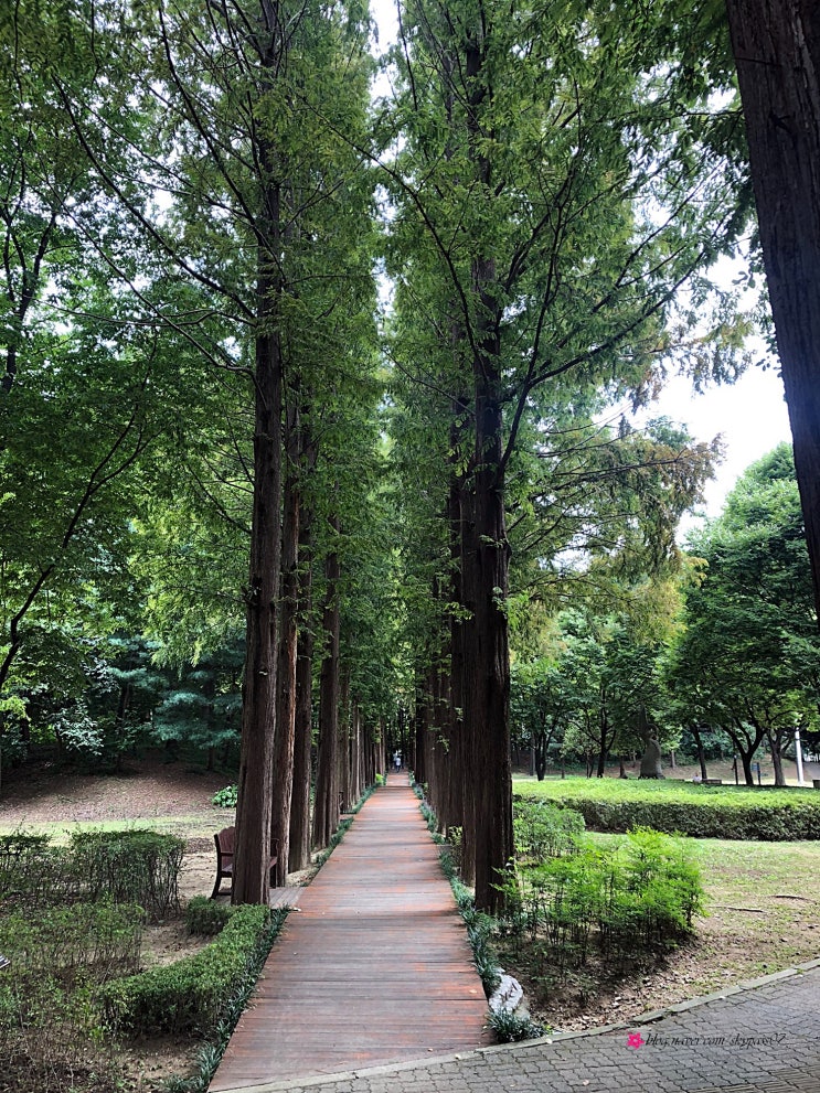 양재 시민의 숲 서초문화예술공원 메타세쿼이아 :: 서울 걷기 좋은 길