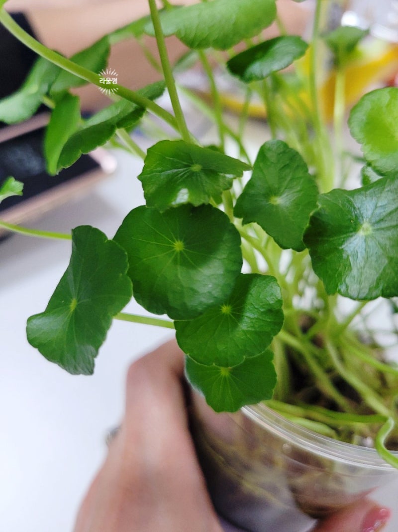 워터코인 수경재배하기 : 네이버 블로그