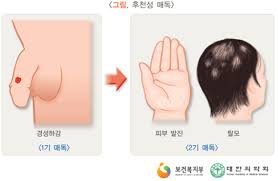  매독 원인 성병증상 항생제치료 1기2기3기특징생존률 경성하감고무종 예후경과합병증 매독균감염 성접촉전염