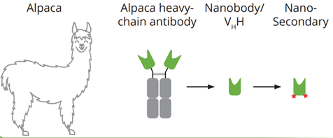 [ChromoTek] Nano-Secondaries technology - The next level of secondary antibodies (2차항체, 이차항체)