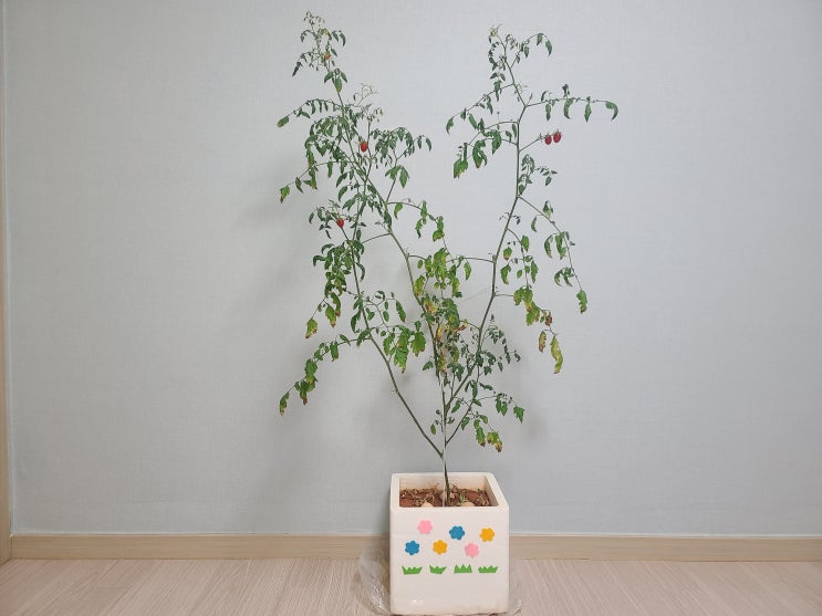  집에서 방울토마토 키우기(열여섯번째 이야기)