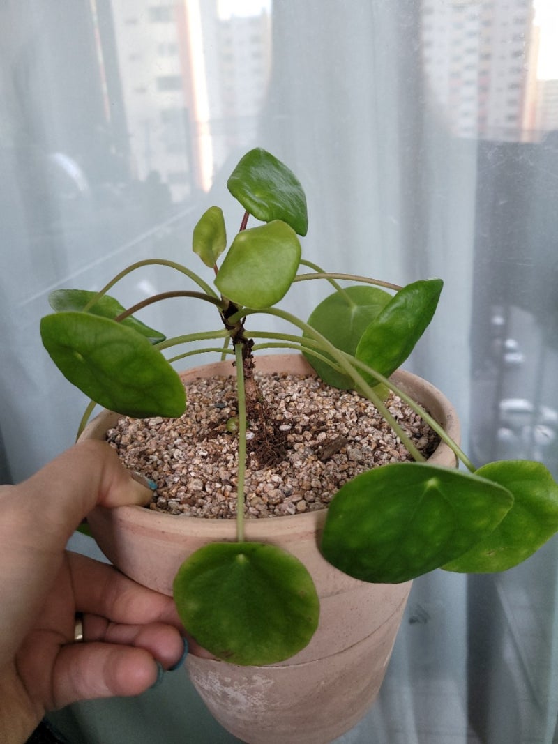 워터코인 수경재배하기 : 네이버 블로그