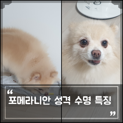 미니포메라니안 종류 수명 성격 미용 포메라니안 털빠짐 특성 2